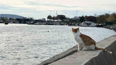 Kartal'da Soğuk Havada Denize Giren Arkadaşlar