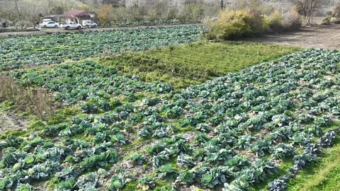 Osmaniye'de Lahana Hasadı Gerçekleşti