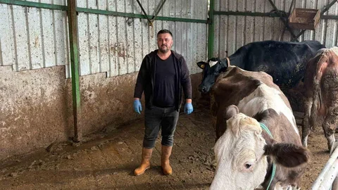 Bursa'da Şap Hastalığı Üreticiyi Vurdu