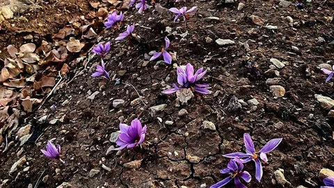 Siirt'te Safran Üretiminde İlk Başarı