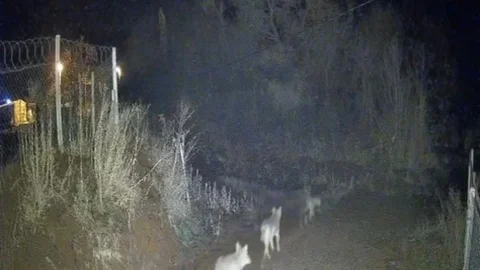 Elazığ'da Kurt Sürüleri Görüntülendi