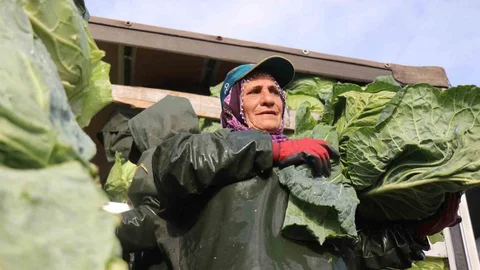 Sakarya'da Kadınların Tarım Mücadelesi