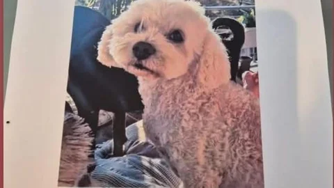 Didim'de Kaybolan Köpek İçin Ödül