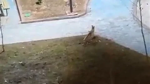 Şanlıurfa'da İki Tilki Parkta Görüntülendi