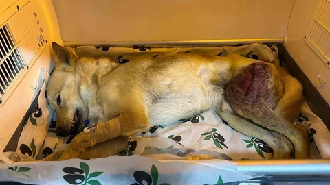 Bilecik'te Kaza Geçiren Köpek Sağlığına Kavuştu