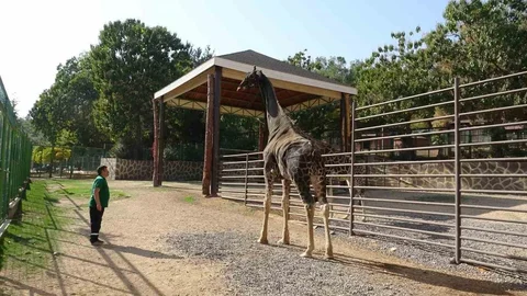 Gaziantep'te Zürafa Hayatını Kaybetti