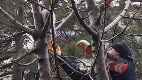 Bitlis’te Ağaçta Mahsur Kalan Kedi Kurtarıldı