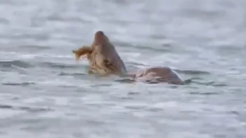 Karabük'te Su Samuru Görüntülendi