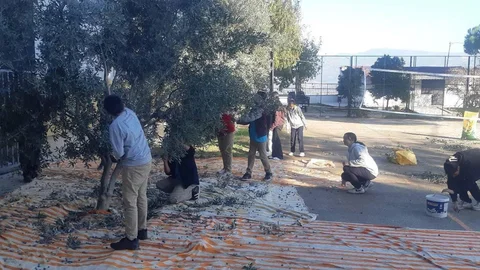 Bozdoğan'da Öğrenciler Zeytin Hasadı Yaptı