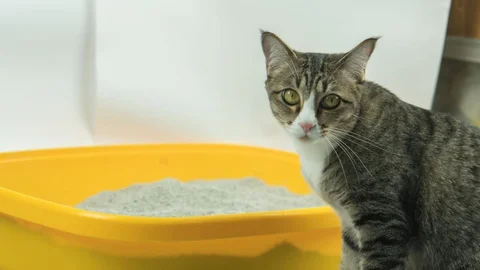 Kedi Kumu Temizlerken Bu Hatalardan Kaçının