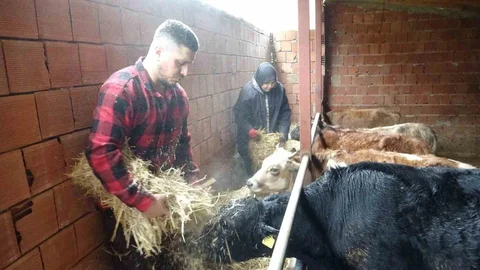 Giresun'da Çobanlık Yapmaya Başladı