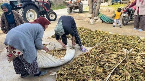 Denizli'de Tütün Hasadı Tamamlandı