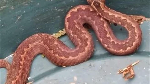 Doğu Karadeniz'de Yılanlar Kış Uykusuna Yatmadı