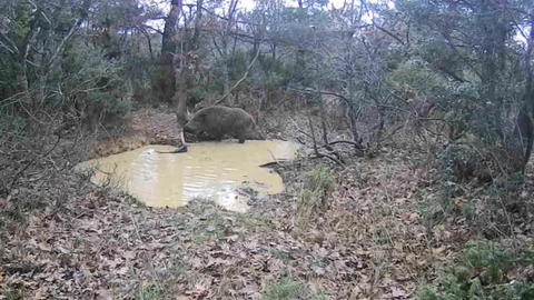 Tekirdağ'da Yaban Domuzları Görüntülendi