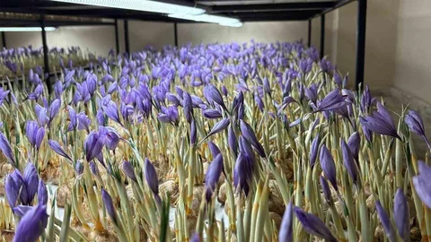 Genç Kadın Safran Üretiyor