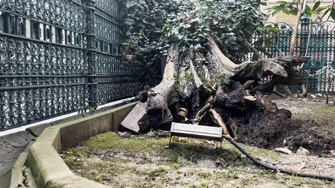 Eyüp Sultan Camii'nde Ağaç Devrildi