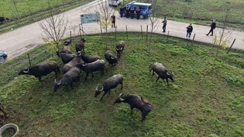 Düzce'de Manda Yetiştiriciliği Destekleniyor