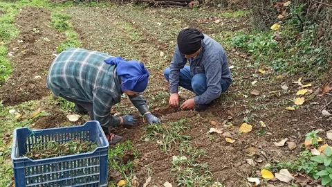 Devrek'te Salep Fideleri Dikilmeye Başlandı