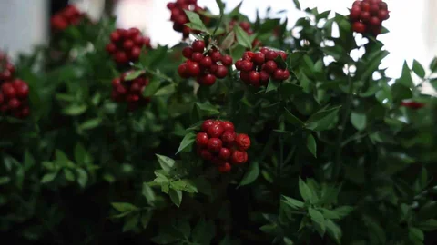 Kırşehir'de Kokina Çiçeği Popüler Oldu