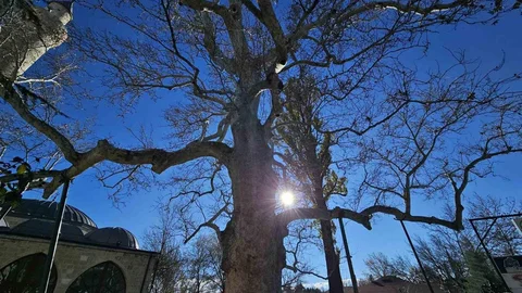 Harput'un Tarihi Çınarı Zamanla Yarışıyor
