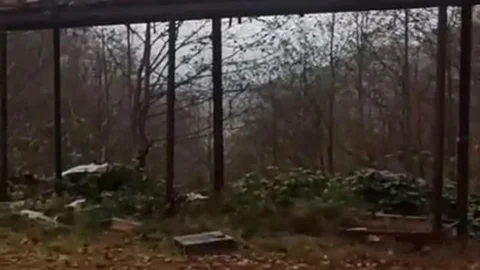 Rize'de Ayı Saldırıları Devam Ediyor