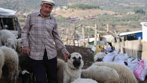 Aydın'da Şap Karantinası Hayvanları Etkiledi