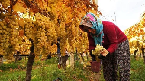 Manisa'da Üzüm Hasadı Tamamlanıyor