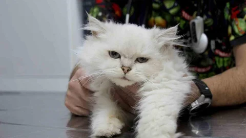 Dünyada Eşine Az Rastlanan Kedi Anomalisi