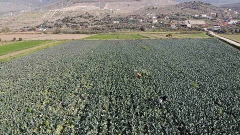 İzmir'de Brokoli Hasadı Devam Ediyor