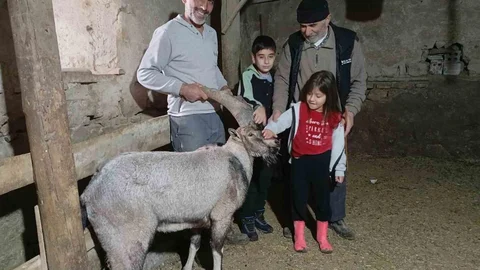 Sivas'ta Yaralı Dağ Keçisi Bulundu