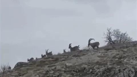 Elazığ'da Yaban Keçileri Görüntülendi