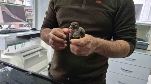 Düzce'de Duyarlı Vatandaşın Kumruya Yardımı