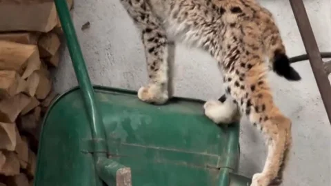 Gümüşhane'de Yavru Vaşak Görüntülendi