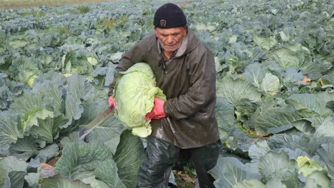 Sakarya'da Lahana Hasadı Devam Ediyor
