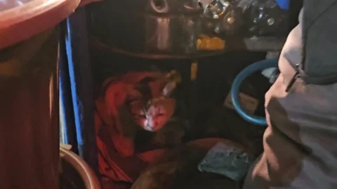 Elazığ'da Kedilere Sıcak Yuva