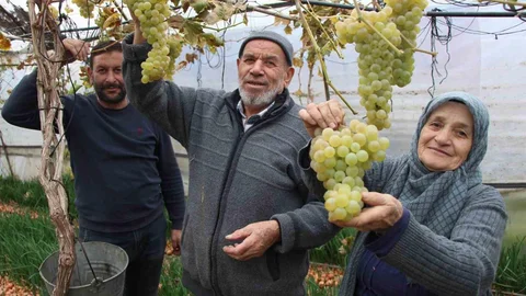 Amasya'da Feruziye Nine'nin Üzüm Yetiştiriciliği