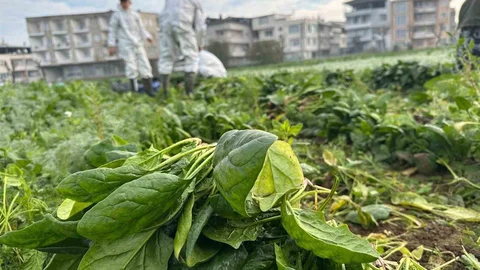 Bursa'da Doğal Tarım Uygulaması