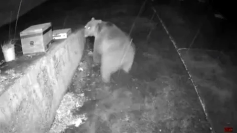 Trabzon'da Ayı Anonsla Kaçtı