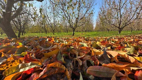 Bursa'da Şeftali ve Armut Rekoltesi Düşüyor