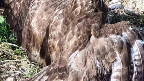 Denizli'de Yaralı Şahin Kurtarıldı