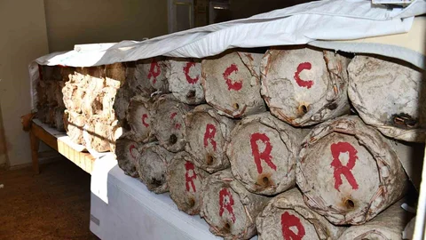 Misafir Odası Bal Arılarına Tahsis Edildi