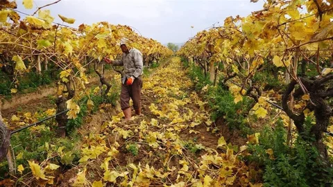Sarıgöl'de Budama Çalışmaları Devam Ediyor