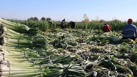 Kozan'da Pırasa Hasadı Başladı