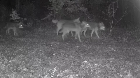 Ovacık'ta Yaban Hayatı Görüntülendi