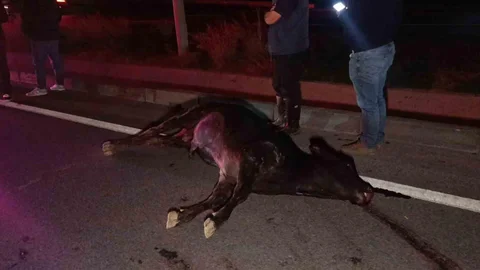 Manavgat'ta Ağıldan Kaçan İnek Telef Oldu