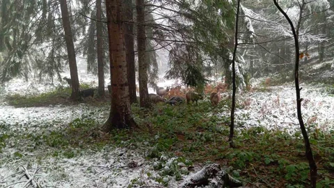 Sakarya'nın Yüksek Kesimleri Beyaza Büründü