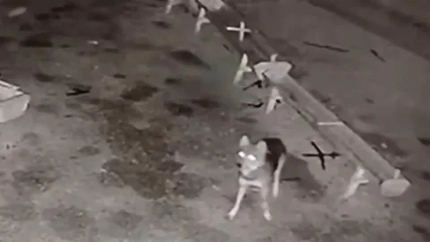 Konya'da Kurt Saldırısı Meydana Geldi