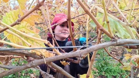 Manisa'da Üzüm Üreticileri Aileyle Budama Yapıyor
