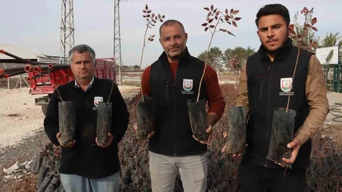 Şanlıurfa'da Çiftçilere Fıstık Fidanı Desteği