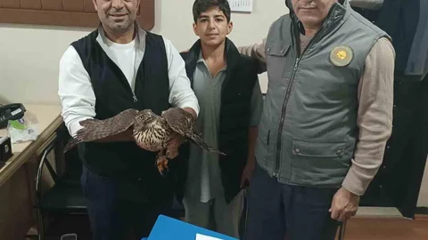 Muş'ta Yaralı Şahin Tedavi Ediliyor